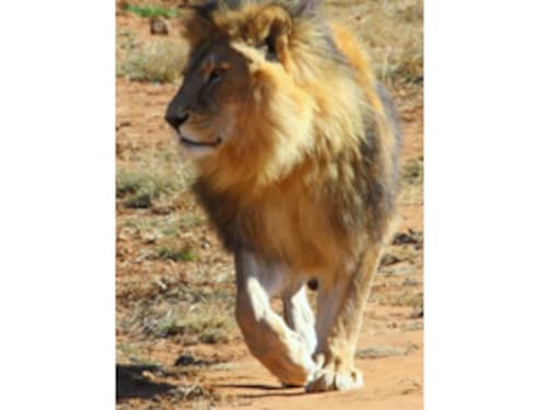 Forbes India Forbes India Image