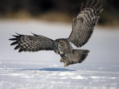 Forbes India Forbes India Image