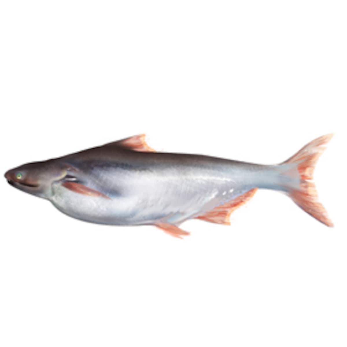 Types Of Fish To Eat In India