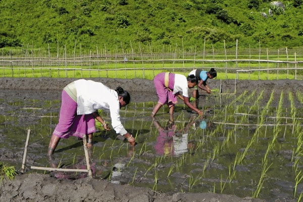 mg_66254_rice_plantation_280x210.jpg mg_66254_rice_plantation_280x210.jpg