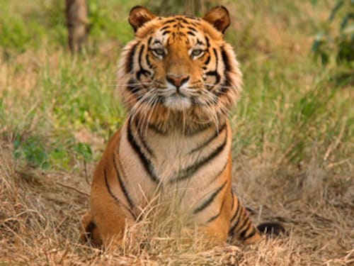 Forbes India Forbes India Image