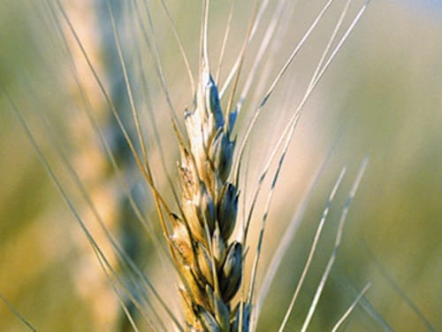 Forbes India Forbes India Image