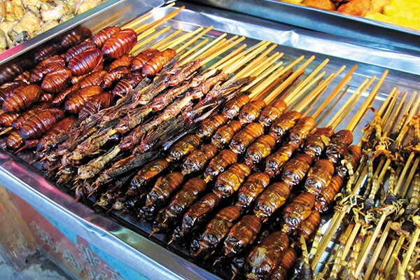 mg_71119_insect_kabobs_silkworms_cikadas_scorpions_280x210.jpg mg_71119_insect_kabobs_silkworms_cikadas_scorpions_280x210.jpg