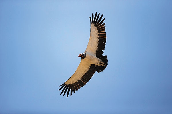 mg_70651_king_vulture_280x210.jpg mg_70651_king_vulture_280x210.jpg