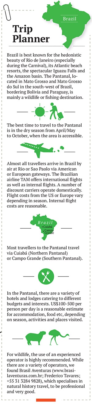 mg_70653_jaguar_280x210.jpg mg_70653_jaguar_280x210.jpg