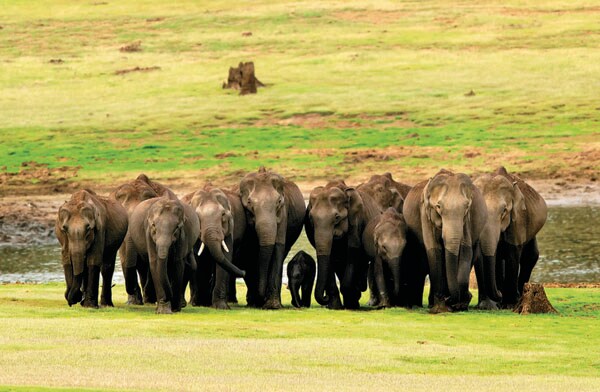 mg_77009_elephants_280x210.jpg mg_77009_elephants_280x210.jpg