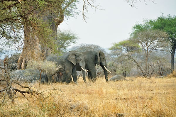 mg_78777_african_elephant_280x210.jpg mg_78777_african_elephant_280x210.jpg