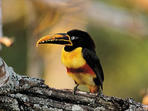 Forbes India Forbes India Image