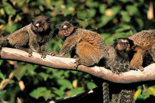 mg_74079_black_tufted_marmosets_280x210.jpg mg_74079_black_tufted_marmosets_280x210.jpg