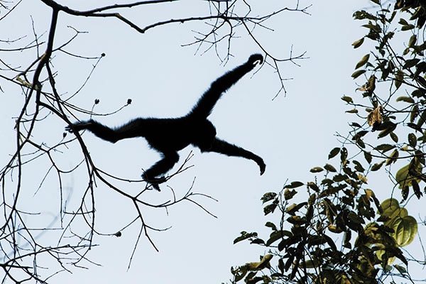 mg_82527_gibbon_jumping_280x210.jpg mg_82527_gibbon_jumping_280x210.jpg