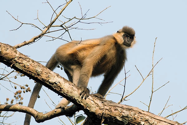 mg_82529_langur_280x210.jpg mg_82529_langur_280x210.jpg