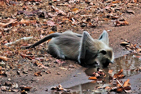 mg_81543_langoor_280x210.jpg mg_81543_langoor_280x210.jpg