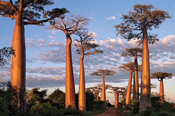 mg_80365_baobabs_280x210.jpg mg_80365_baobabs_280x210.jpg
