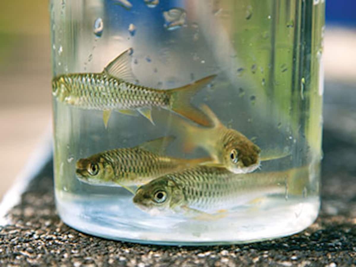 Masear Fish Saving the mighty and endangered mahseer