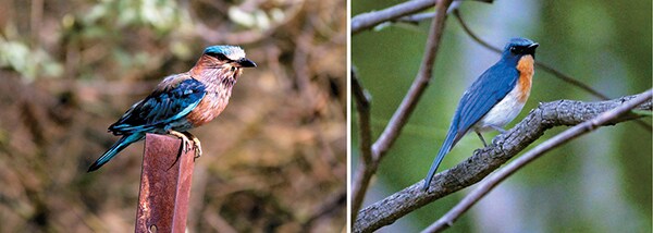 mg_83313_indian_roller_280x210.jpg mg_83313_indian_roller_280x210.jpg