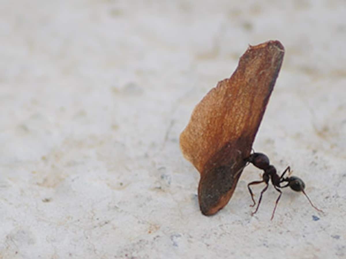 Work Men Insect The science of improving your work life
