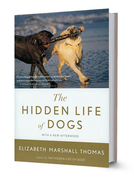 mg_90765_hidden_life_of_dogs_280x210.jpg mg_90765_hidden_life_of_dogs_280x210.jpg