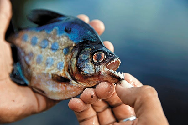 mg_87217_piranhas_280x210.jpg mg_87217_piranhas_280x210.jpg