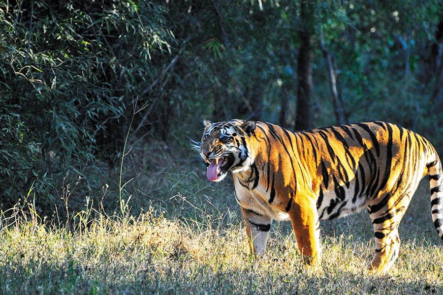 mg_95127_tiger_in_kanha_280x210.jpg mg_95127_tiger_in_kanha_280x210.jpg