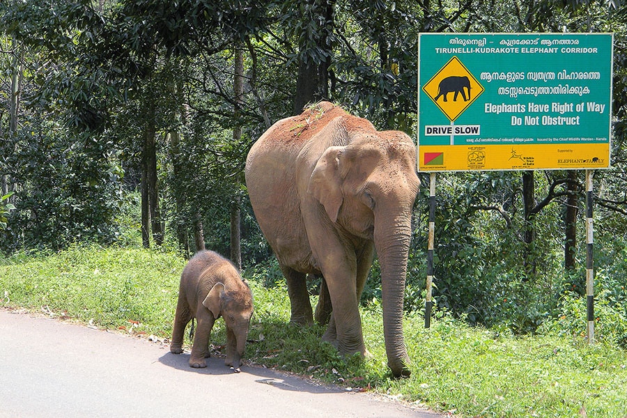 g_104801_elephant_corridor_280x210.jpg g_104801_elephant_corridor_280x210.jpg