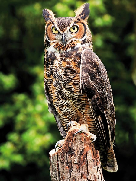 g_103787_great_horned_owl_280x210.jpg g_103787_great_horned_owl_280x210.jpg