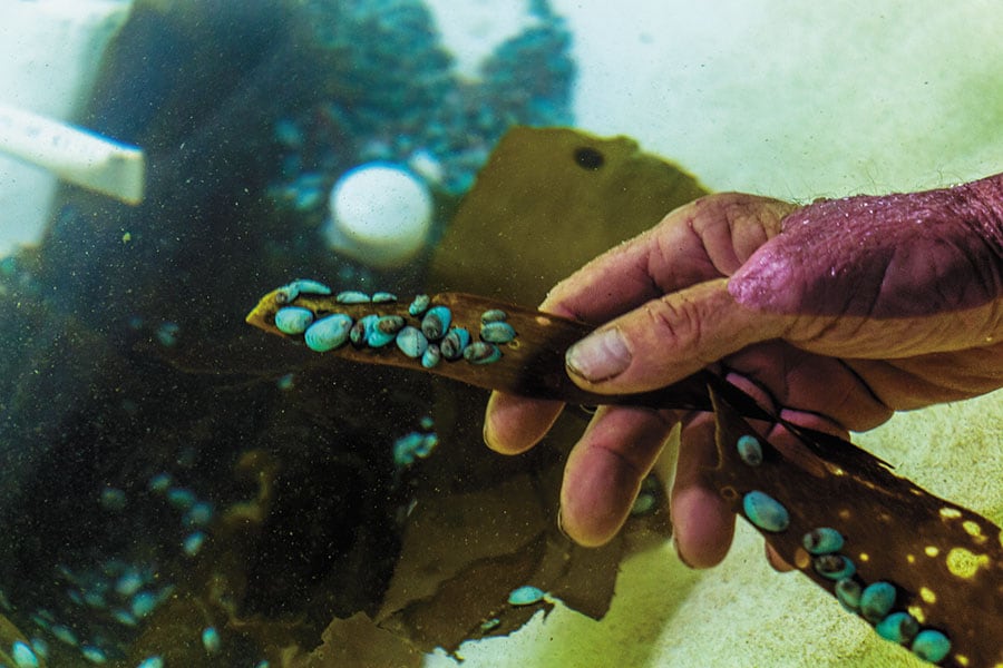 g_110339_baby_paua_280x210.jpg g_110339_baby_paua_280x210.jpg