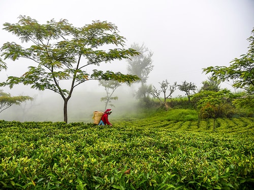 Forbes India Image