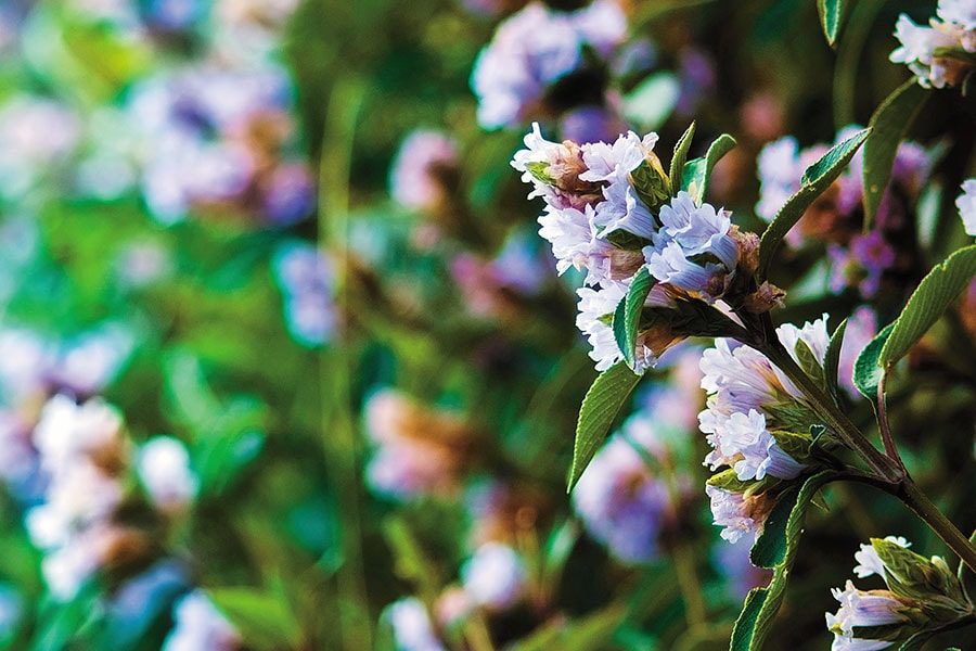 g_121419_neelakurinji-1189863634_280x210.jpg g_121419_neelakurinji-1189863634_280x210.jpg