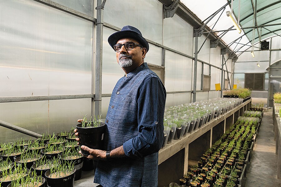 alok adholeya alok adholeya