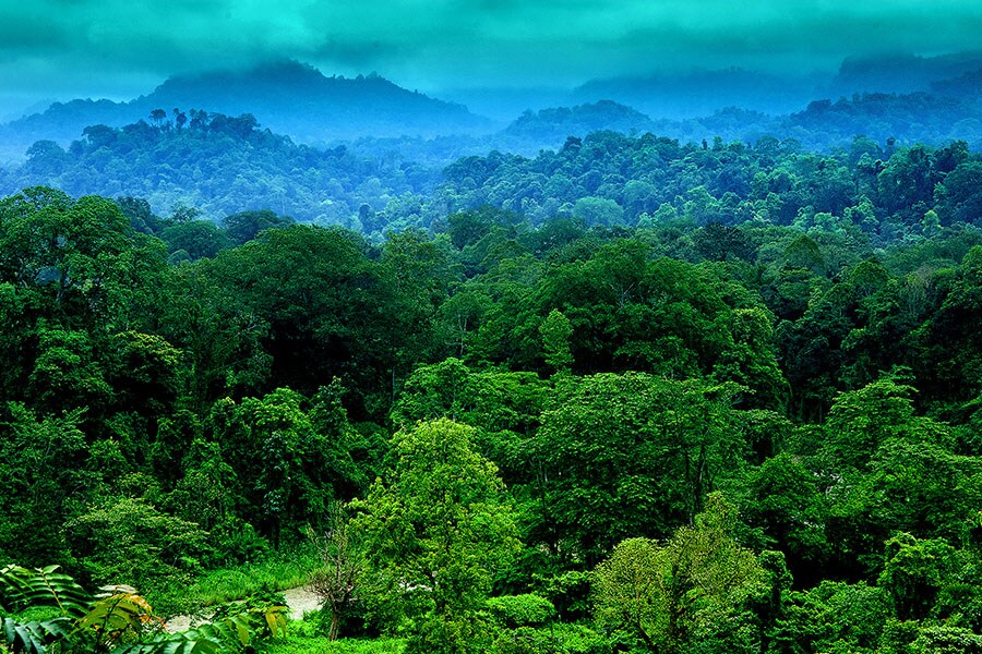 dehing patkai wild life dehing patkai wild life