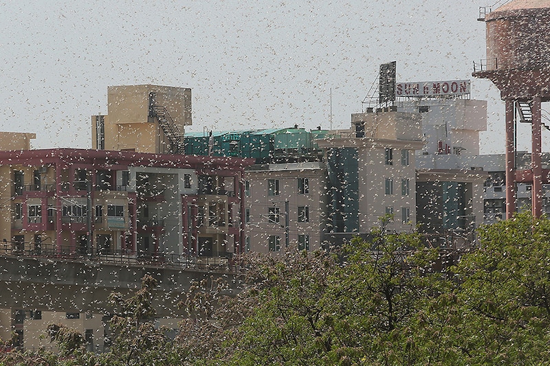 JAIPUR, INDIA - MAY 25: A swarm of locusts around apartments near the Railway Station on May 25, 2020 in Jaipur, India. The Food and Agricultural Organization of the United Nations in its latest locust bulletin on May 21 said the insects spring breeding has continued in Iran and southwest Pakistan and that they will be moving to the India-Pakistan border till at least early July. Already 38,308 hectares in 22 out of 33 districts of Rajasthan are under locust attack, according to the state government. They have reached as far as Madhya Pradesh and Uttar Pradesh, after entering from Pakistan in April.