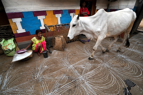 A cow seen walking on the homemade floor decoration during the Bandna Festival. Bandna is a traditional festival of the Kurmi caste tribes and regional people of Purulia & Jharkhand of India where cattle are worshipped.