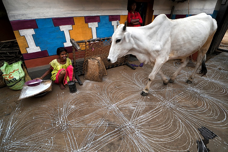 A cow seen walking on the homemade floor decoration during the Bandna Festival. Bandna is a traditional festival of the Kurmi caste tribes and regional people of Purulia & Jharkhand of India where cattle are worshipped.
