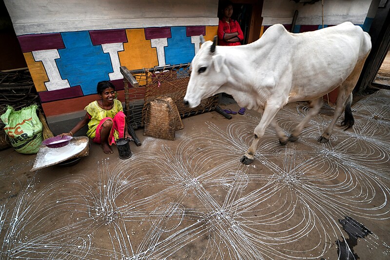A cow seen walking on the homemade floor decoration during the Bandna Festival. Bandna is a traditional festival of the Kurmi caste tribes and regional people of Purulia & Jharkhand of India where cattle are worshipped.