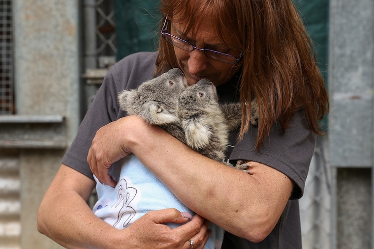 Tracey, a volunteer for an animal rescue agency cares for twin koala joeys, rescued from an area where urban development is encroaching on koala habitat in Wedderburn, Australia. Koala conservationists are focusing on population growth in metropolises like Sydney—home to a fifth of Australia"s 25 million population—that drives demand to clear forests and make way for homes. Traffic safety signs normally associated with tight corners and speed bumps now show the risk of koalas crossing the road in developed suburbs