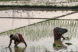 Women plant rice saplings at a paddy field in Hooghly district, West Bengal on August 06, 2021. A large number of villages and fields lie inundated in Hooghly and other districts following heavy rain.