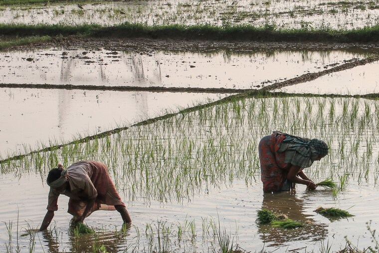 Women plant rice saplings at a paddy field in Hooghly district, West Bengal on August 06, 2021. A large number of villages and fields lie inundated in Hooghly and other districts following heavy rain.