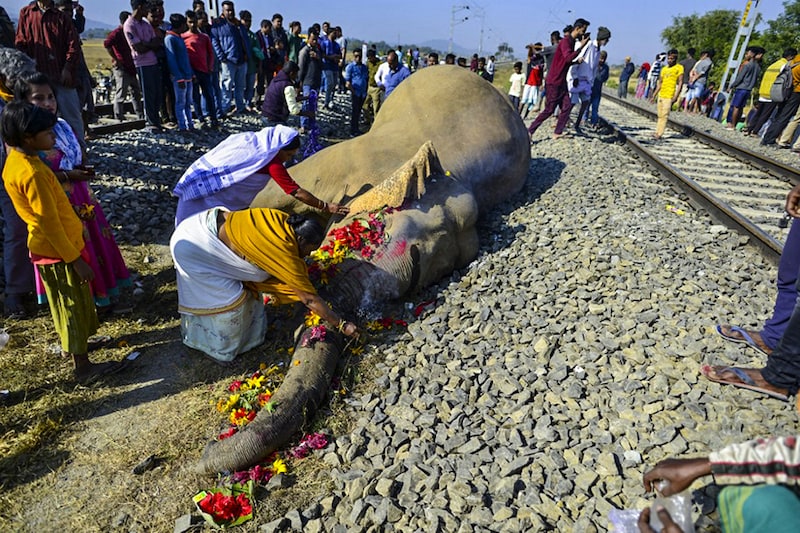 Villagers pay their tribute to one of the two elephants that died after colliding sideways with a train in Morigaon, Assam, on December 1, 2021.