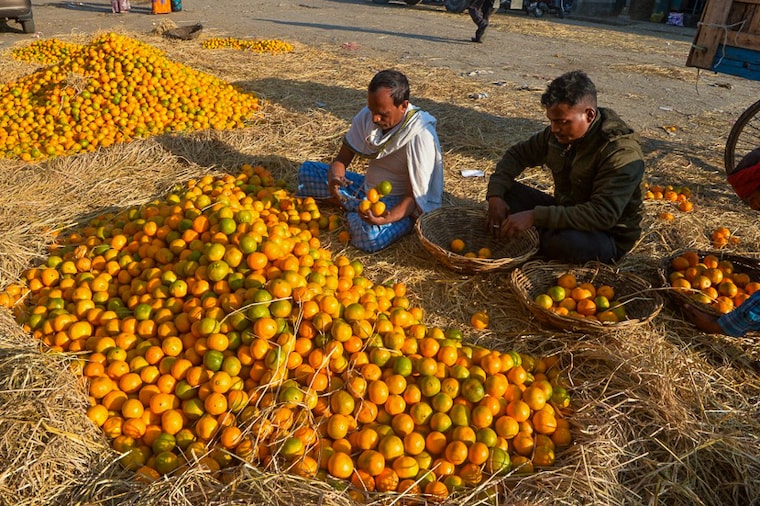 Workers sort out the world famous Darjeeling oranges for packaging at a fruit market in Siliguri on December 7, 2021. Known for their distinctive sweetness and succulence, the mandarin orange is a major cash crop of the Darjeeling Hills. Pest attacks and poor farming practices have led to low yields over the last few years.