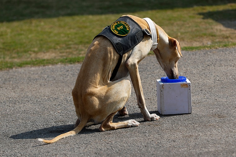 A military dog sniffs a urine sample during a demonstration to detect the coronavirus disease (COVID-19), at an army veterinary hospital in New Delhi, India, February 9, 2021.