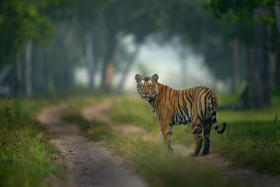 9a.tiger_shaaz jung-bg 9a.tiger_shaaz jung-bg