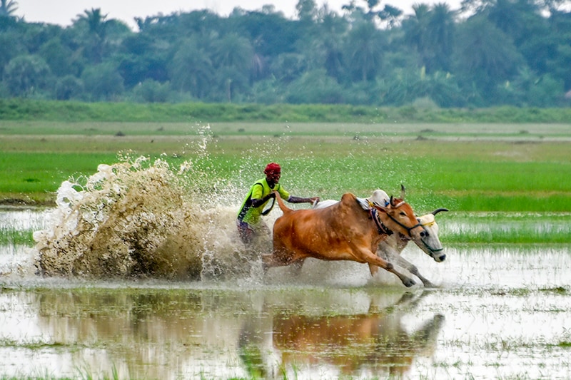 Cattle race during a Moichara sport in Bantra village, South 24 Pargana in West Bengal, India. India, an agro-economy-based nation, welcomes and celebrates the harvesting season as a gala. And for over decades, villages across India have been fervently taking part in celebrating a unique festival that goes by the name "Moichara". The primary purpose of this cattle race is to test the capacity of the bulls before the start of cultivation in the rainy season and increase the fertility of the land. Moichara usually takes place during late June or early July. Local farmers decide upon a paddy field, and they come from neighbouring villages with their bulls to race them in the waterlogged fields.