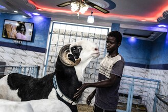 A herdsman caresses Cobra, a prized Ladoum ram which is said to be worth 54,000 USD, in an enclosure featuring ceiling fans, faux chandeliers and multicoloured lighting at the famed Touba Taif sheep farm in Dakar, Senegal. The most prosperous Senegalese do not hesitate to pay a small fortune to sacrifice a Ladoum ram during the Islamic festival of Eid al-Adha—also called Tabaski in West Africa—which begins next week.