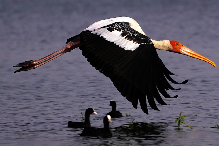A Painted Stork flies over the Anasagar lake on a hot summer day in Ajmer, Rajasthan, on 22 June, 2021. Crushing climate impacts will hit sooner than feared, declares a new draft UN Report obtained by AFP.