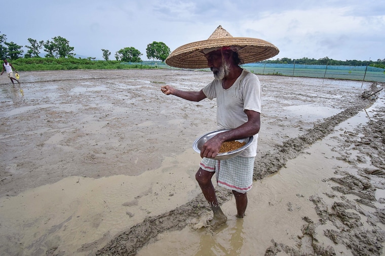 An Indian farmer scatters paddy seeds in a field during sowing season in Nagaon district in the northeastern state of Assam, India. Three central districts of Assam — Nagaon, Morigaon and Hojai — have prepared a roadmap for facing any adverse climatic situation during this monsoon season.