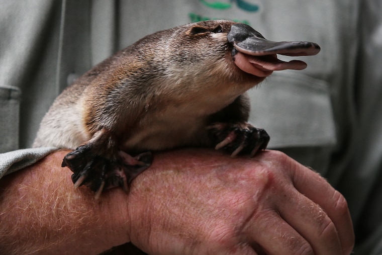 Platypus Keeper, Rob Dockerill, holds Annie the platypus during a press call at Taronga Zoo on March 03, 2021 in Sydney, Australia. Taronga Conservation Society Australia has joined with NSW Environment Minister Matt Kean to announce a strategic plan on UN World Wildlife Day underpinned by a pledge to save the iconic platypus from extinction. Taronga scientists warn platypus could be extinct in the next 50 years.