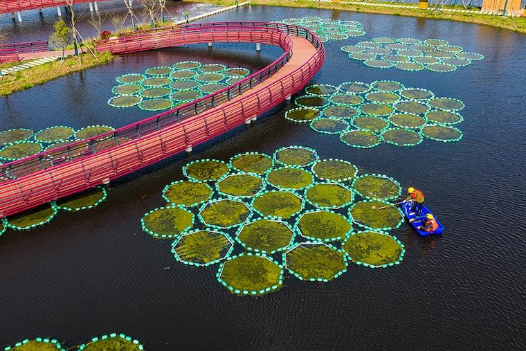 On the eve of the "World Water Day" workers clearing mosses attached on aquatic plant at a buffer zone for ecosystem safe in Haian on March 21, 2021 in Nantong, Jiangsu Province of China.