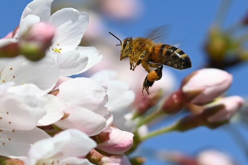 A bee collects pollen from cherry blossom at Royal Botanic Gardens, Kew, London. Cherry, peach and almond trees are in bloom heralding springtime around the world.