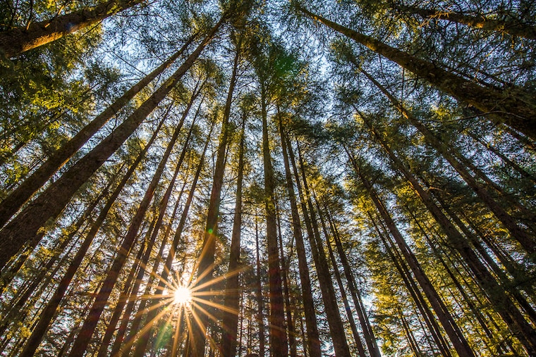 The morning sun shines through a deodar forest in Uttarakhand, India. These forests, beloved to Sundarlal Bahaguna, sparked the legendary Chipko movement against deforestation that marked a key milestone in Indian environmentalism.