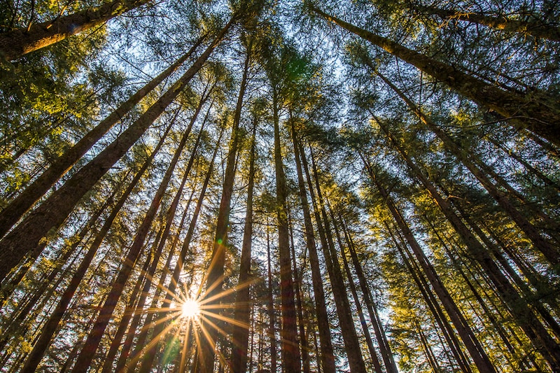 The morning sun shines through a deodar forest in Uttarakhand, India. These forests, beloved to Sundarlal Bahaguna, sparked the legendary Chipko movement against deforestation that marked a key milestone in Indian environmentalism.